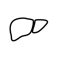 Liver